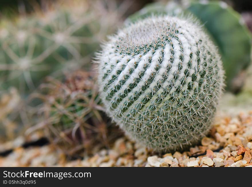 Cactus closeup in indoor garden. Cactus closeup in indoor garden