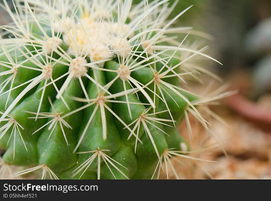 Cactus closeup in indoor garden. Cactus closeup in indoor garden