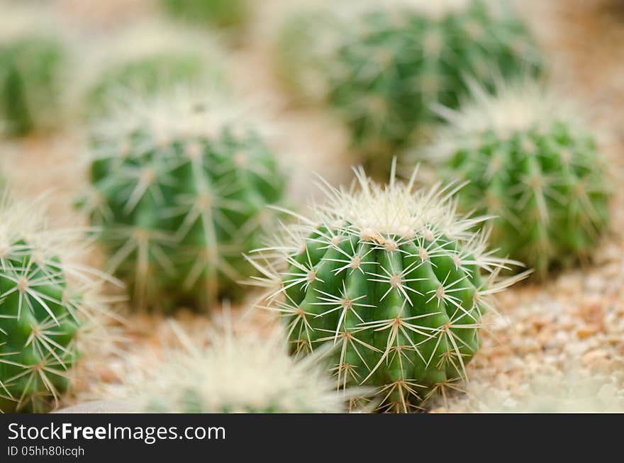 Cactus closeup in indoor garden