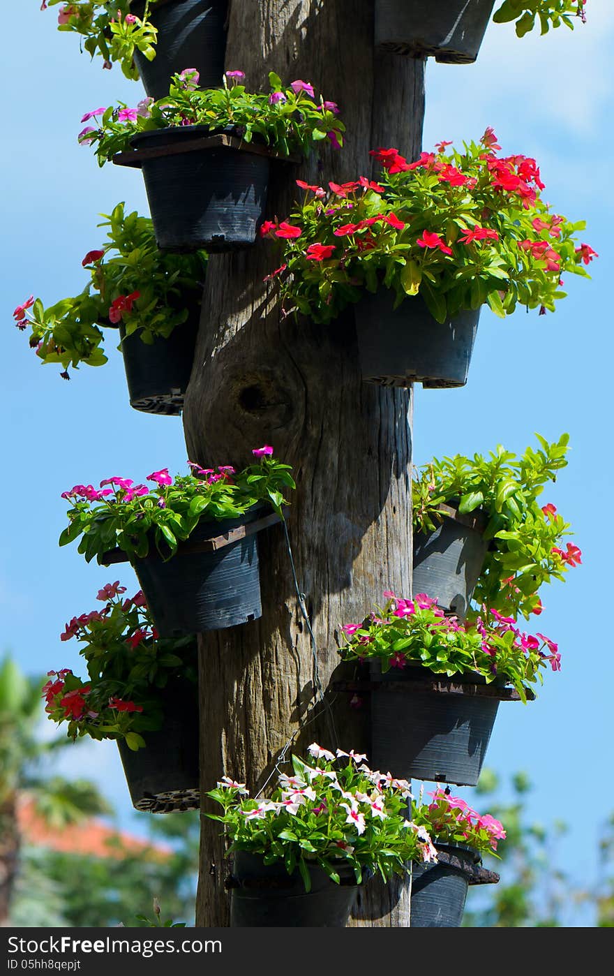 Flowers on wood in a garden. Flowers on wood in a garden