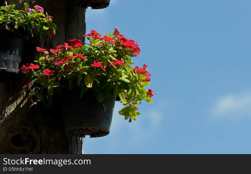 Flowers on wood in a garden. Flowers on wood in a garden