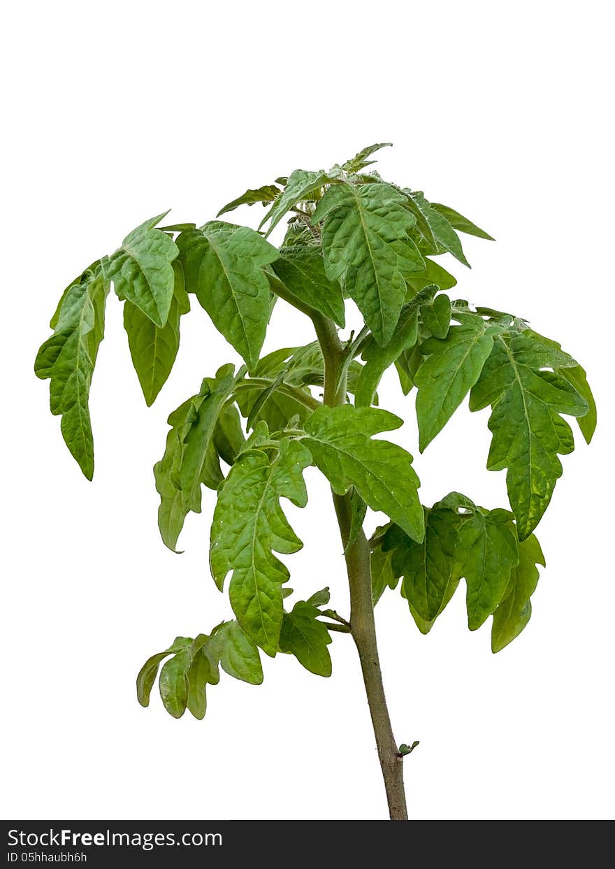 Tomato plant. Isolated on white background.