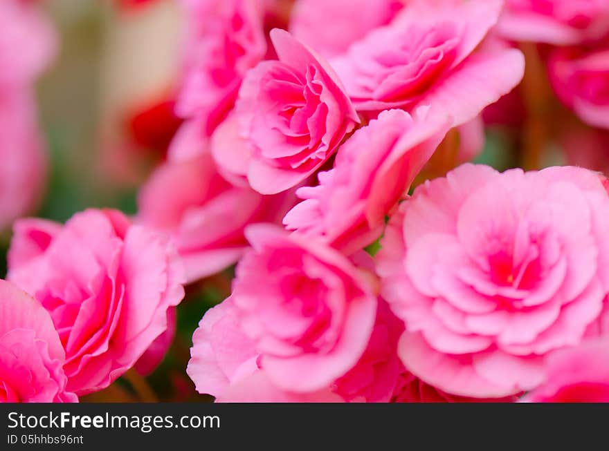 Pink flowers in garden ,begonia. Pink flowers in garden ,begonia