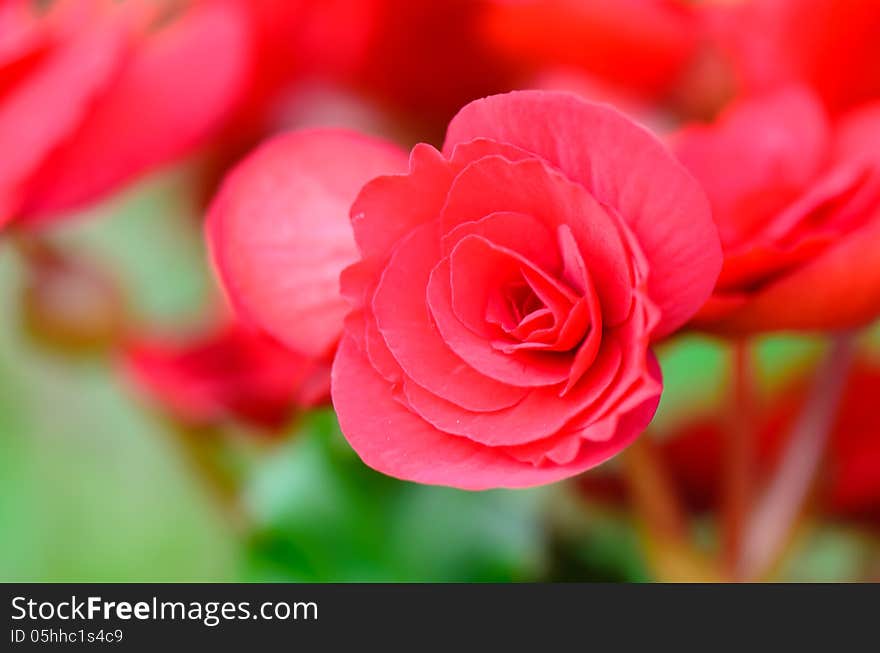 Close Up Begonia Flower