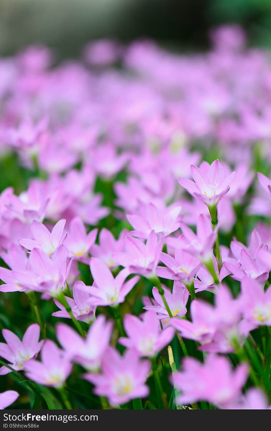 Rain Lily &x28;Fairy Lily, Zephyranthes rosea&x29; blooming in garden, p