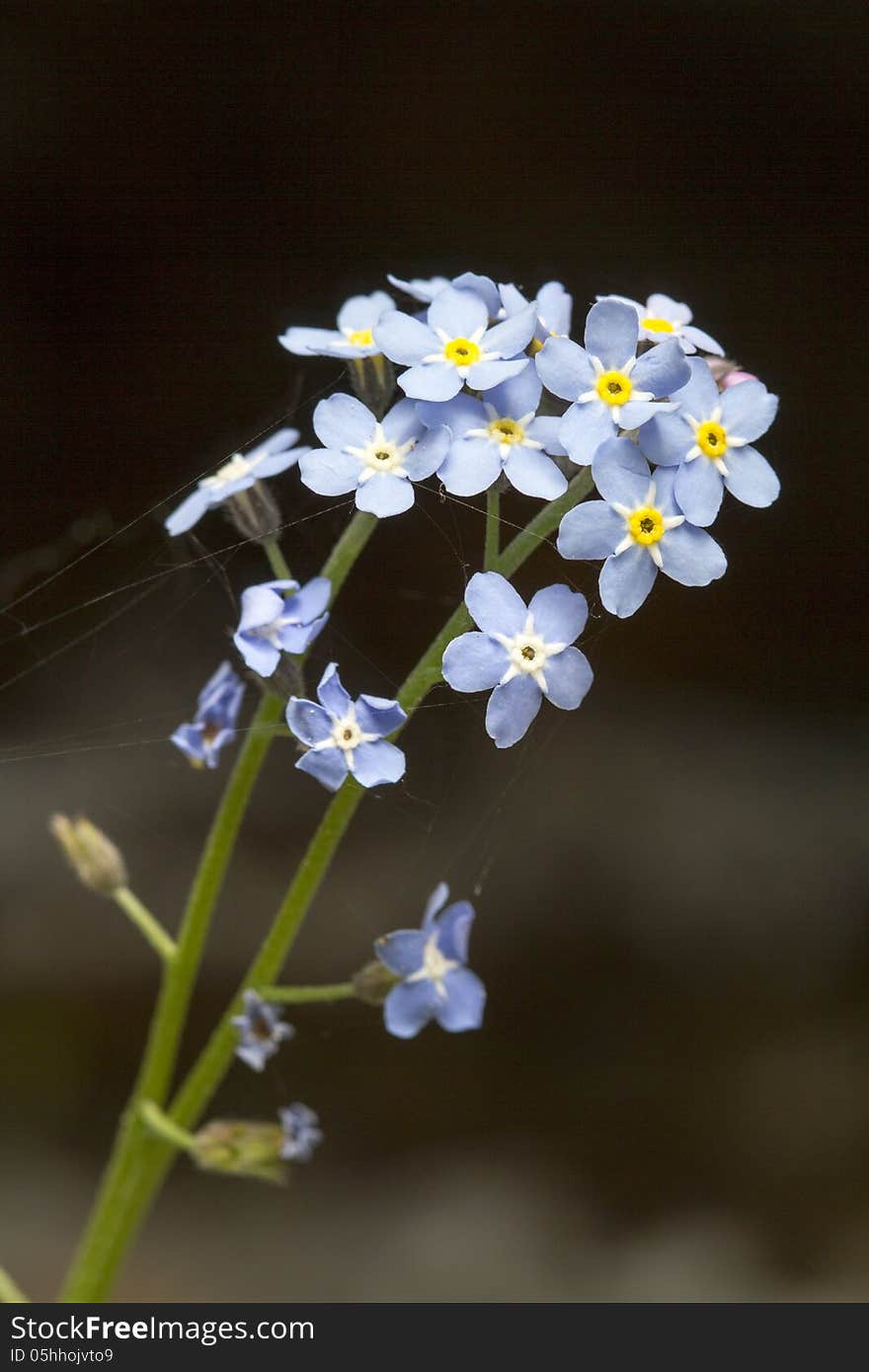 Vertical photo of a blue Asiatic Forget-Me-Not with spider web and blurred black background