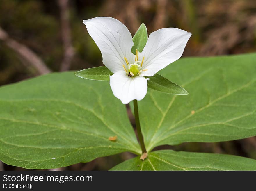 Trillium Western Wake Robin