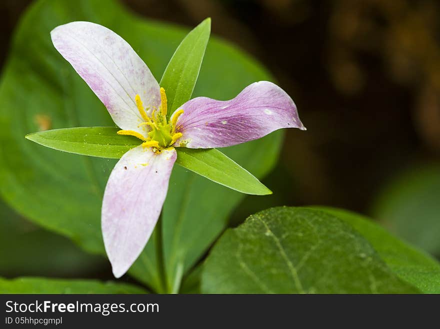 Horizontal photo of a Pink Western Wake Robin also known as Trillium with leaves and blurred branches as background. Horizontal photo of a Pink Western Wake Robin also known as Trillium with leaves and blurred branches as background