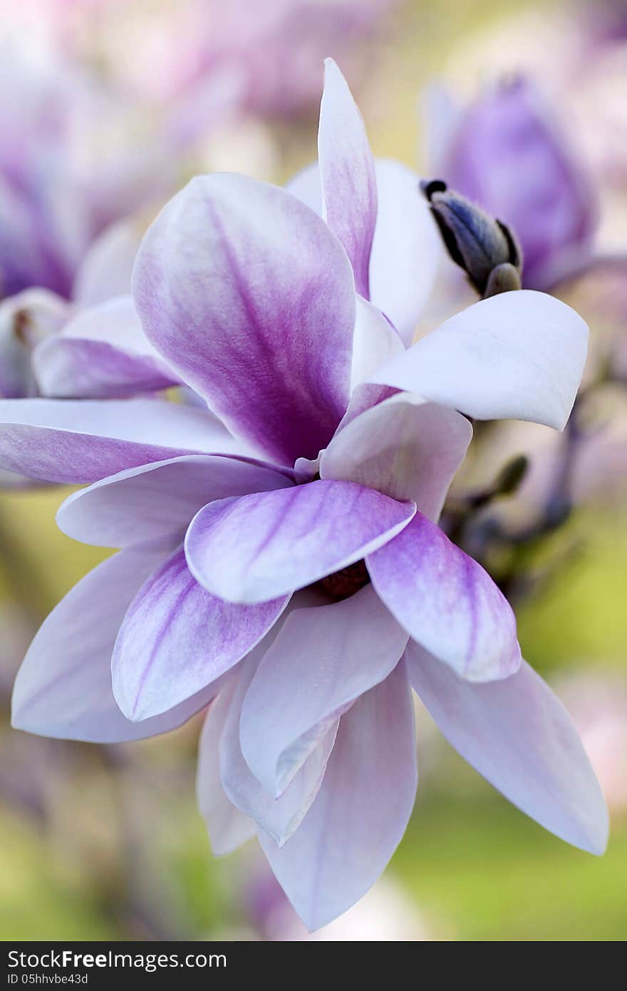 Magnolia X Soulangeana Blossoms