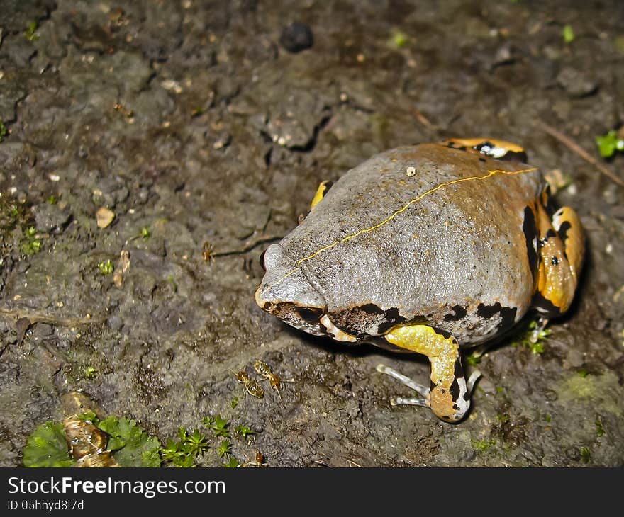 The sheepfrog seen resting here is an ornate species of microhylid frog of the southern U. S. and Central America that sounds like the bleat of a sheep when it calls during rainy months. The sheepfrog seen resting here is an ornate species of microhylid frog of the southern U. S. and Central America that sounds like the bleat of a sheep when it calls during rainy months.