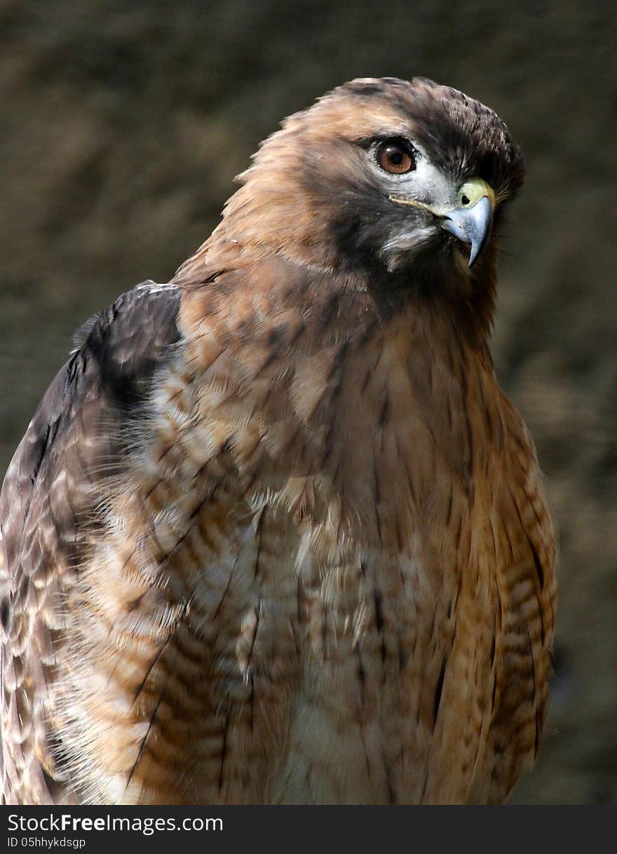 Red Tail Hawk Sitting In Sun