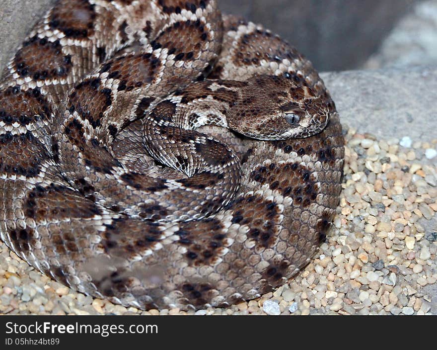 Dangerous Coiled Rattle Snake On Gravel Background. Dangerous Coiled Rattle Snake On Gravel Background