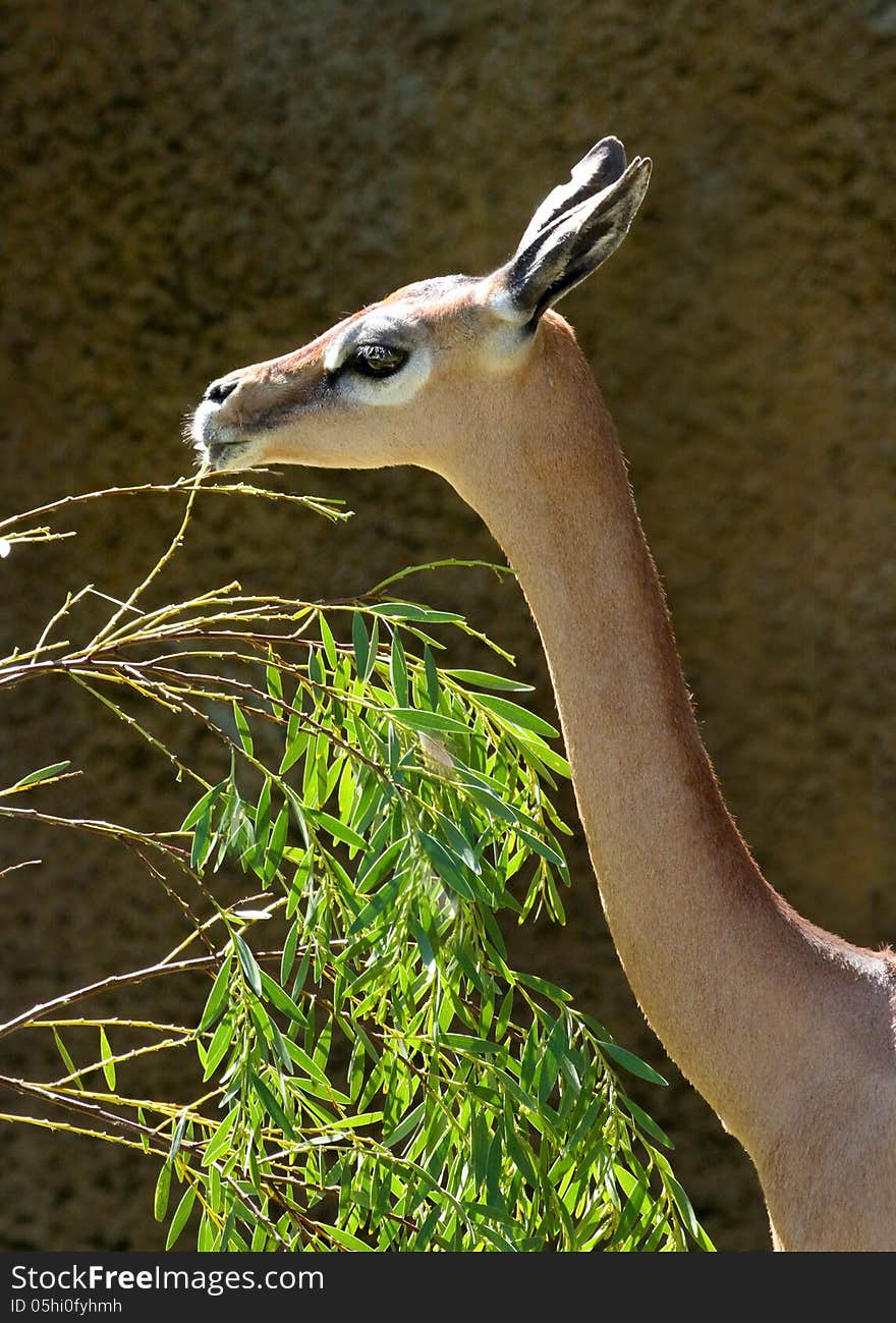 Gerenuk