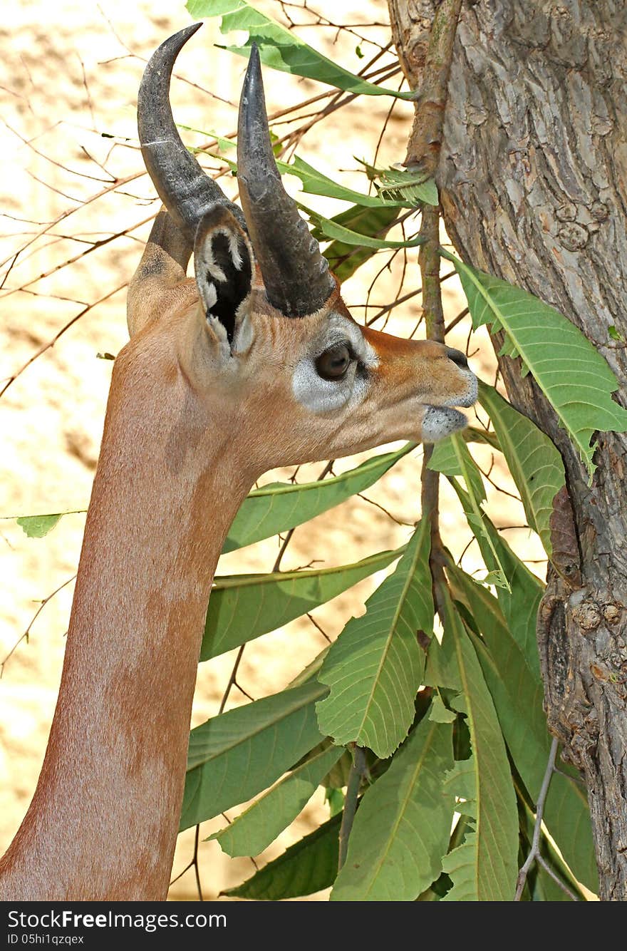 Young Male Antelope Feeding On Leaves. Young Male Antelope Feeding On Leaves