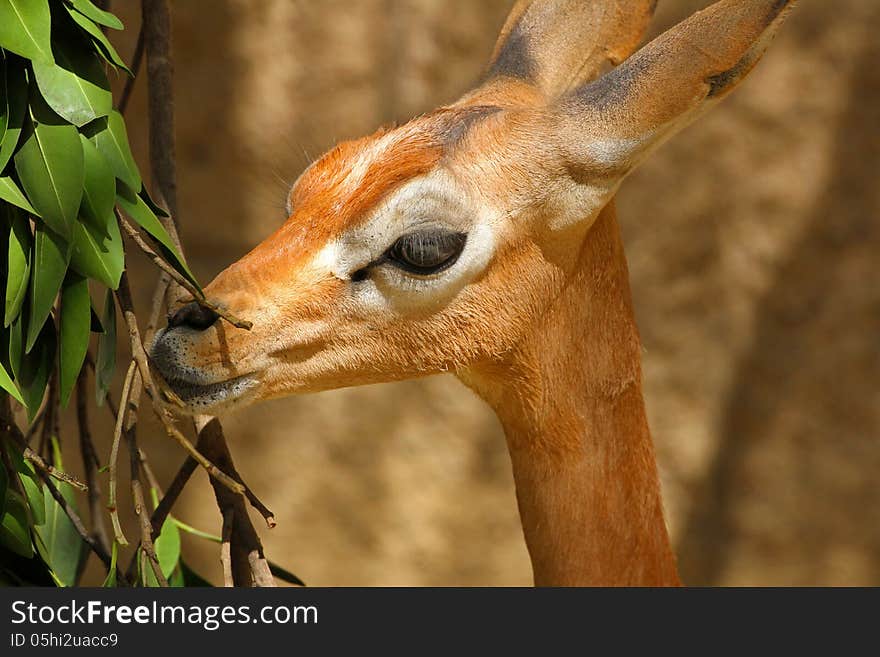 Gerenuk