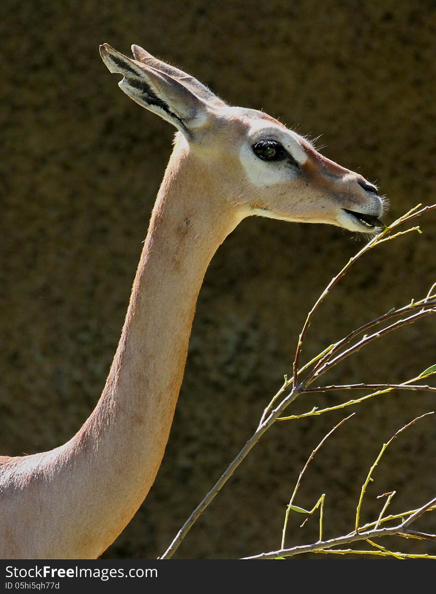 Young Female Antelope Posing In Profile. Young Female Antelope Posing In Profile