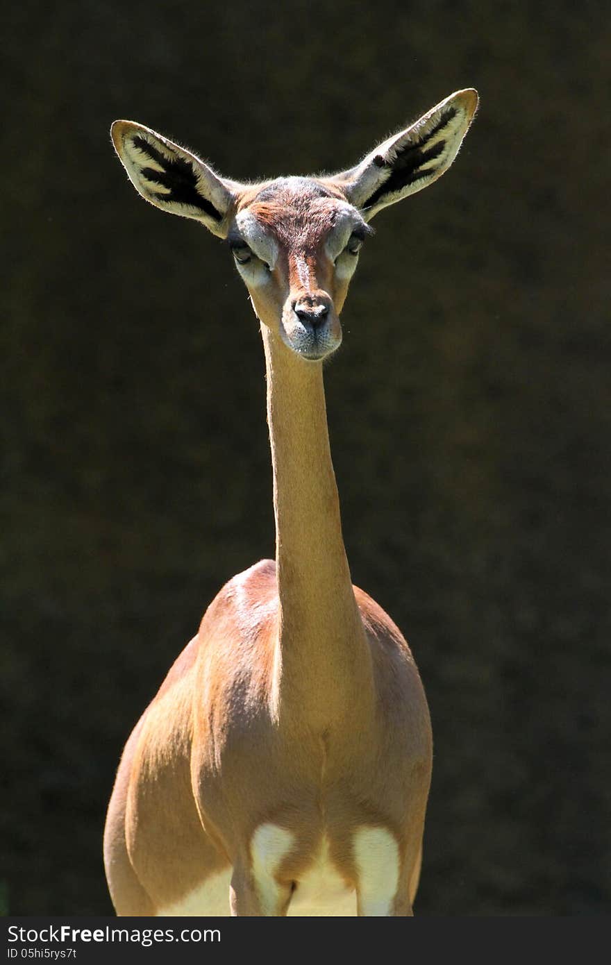 Young Female Antelope Posing Face Forward. Young Female Antelope Posing Face Forward