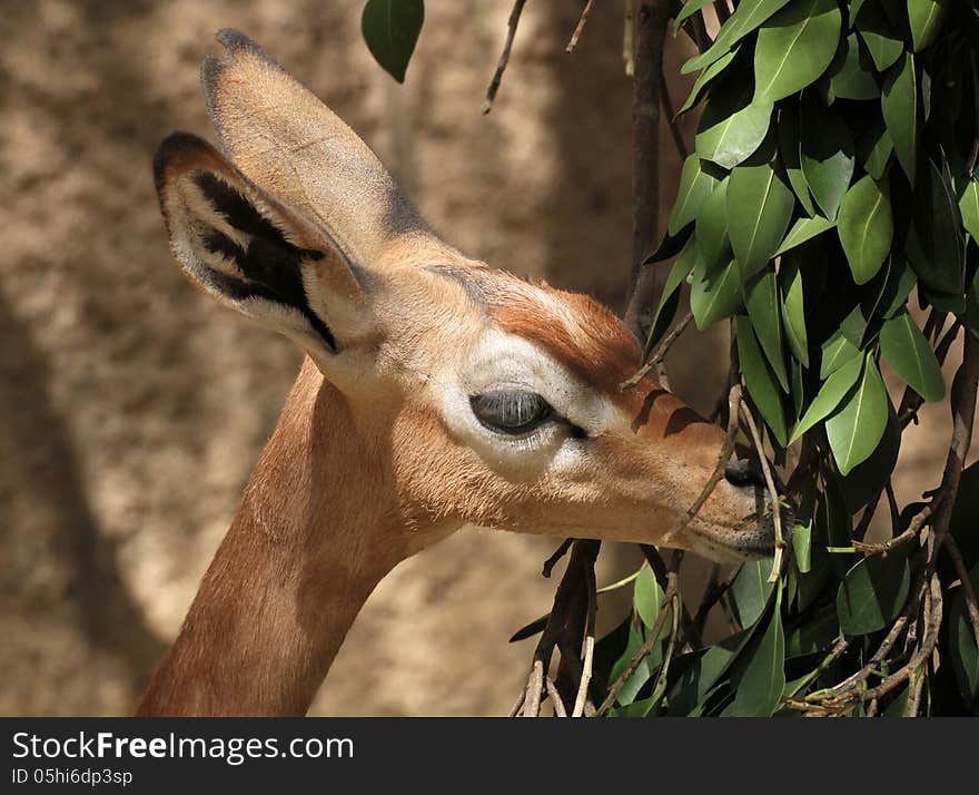 Gerenuk