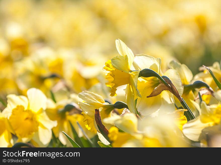 There are a beautiful field with narcissis