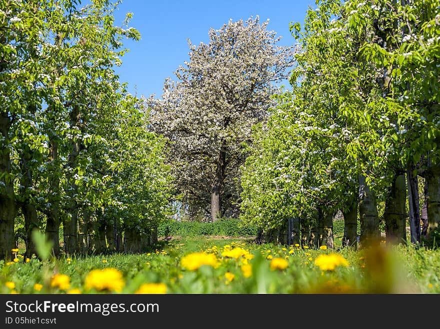 Spring Flowers