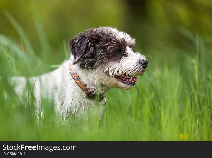 A friend of me have a jack russel, he is a very nice dog