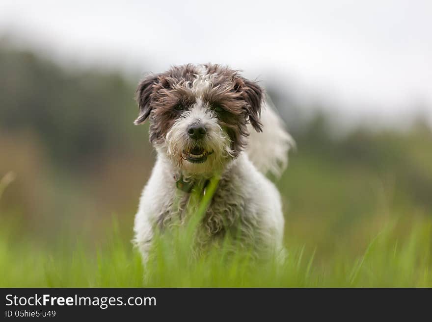 A friend of me have a jack russel, he is a very nice dog