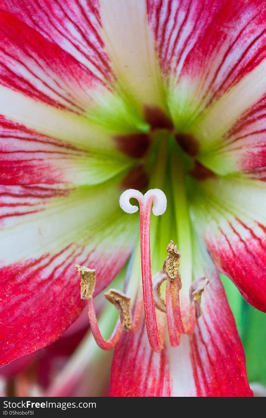 Close-up of a stamen of an easter red lilium flower. Close-up of a stamen of an easter red lilium flower