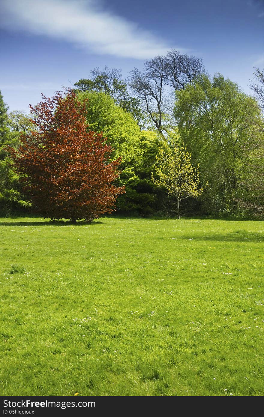 Field and trees in summer