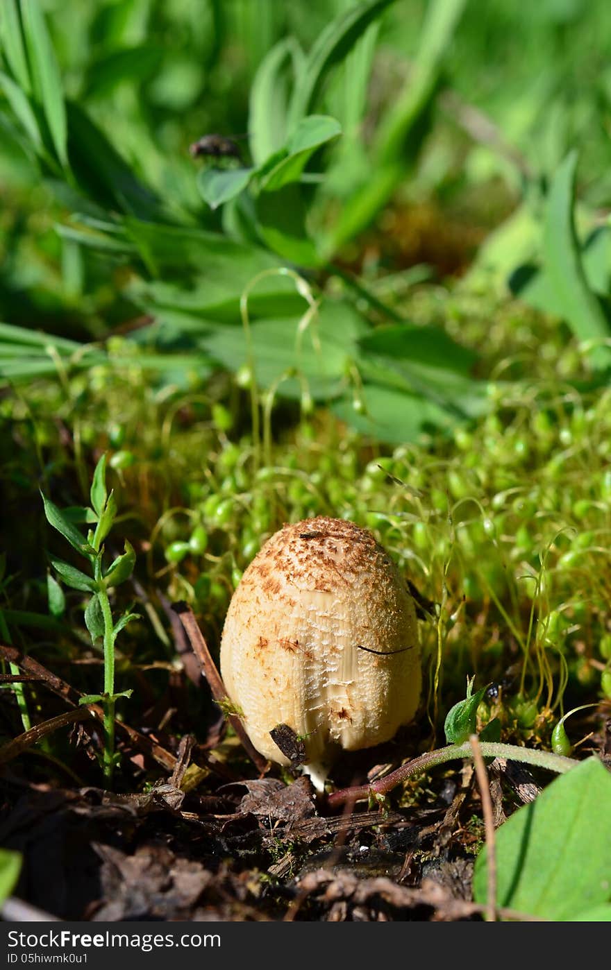 Small, young mushroom Glistening Ink Cap ( Coprinus micaceus) among green moss sporophytes in spring, vertical orientation. Small, young mushroom Glistening Ink Cap ( Coprinus micaceus) among green moss sporophytes in spring, vertical orientation