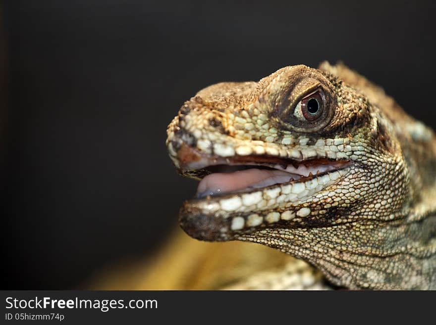 Portrait of a lizard from zoo