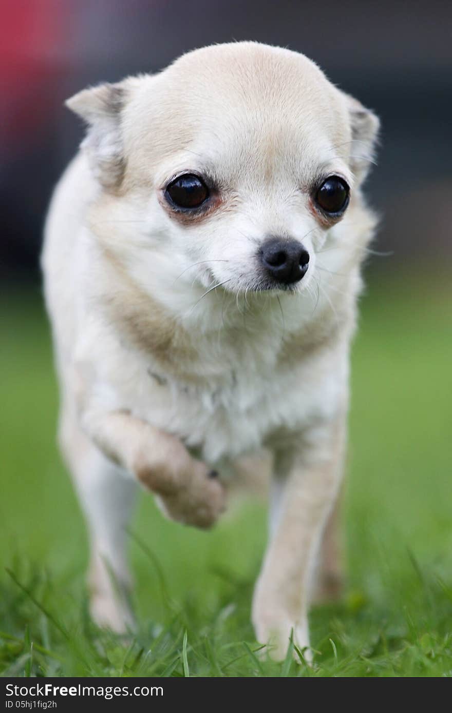 Chihuahua is a small dog