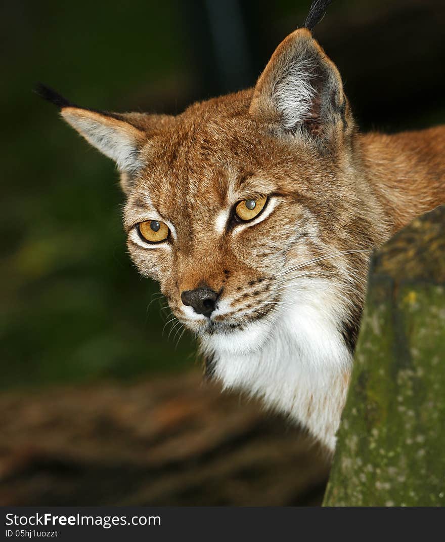 Portrait of a lynx from zoo