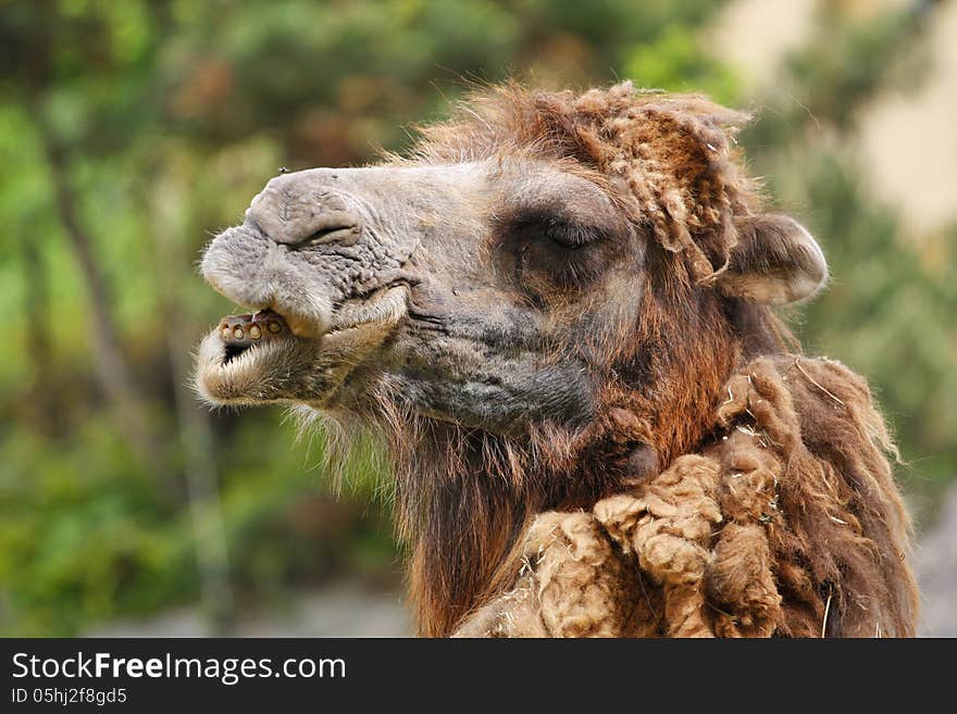 Portrait of camel from zoo