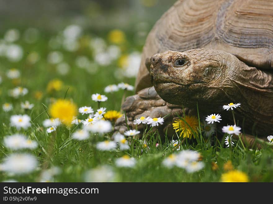 Large turtle in the grass and dandelions