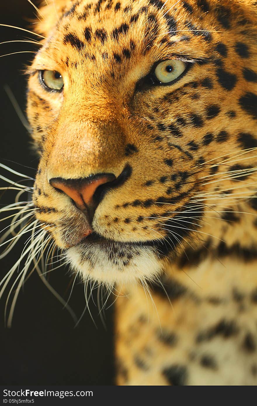 Chinese leopard his portrait from zoo