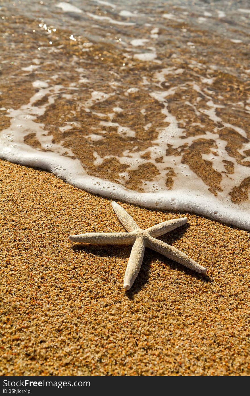 Starfish on the beach sand