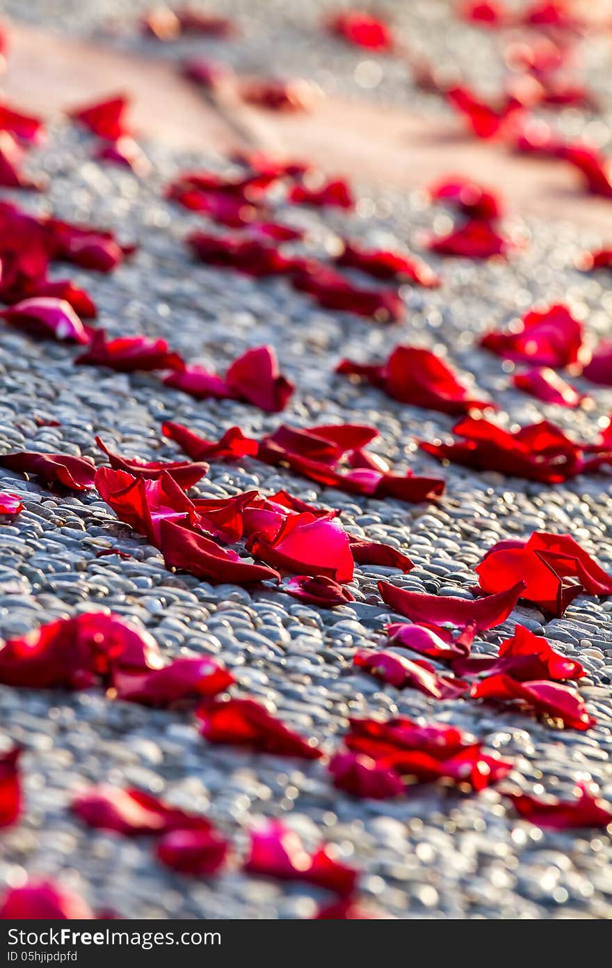 Beautiful rose petals on the floor