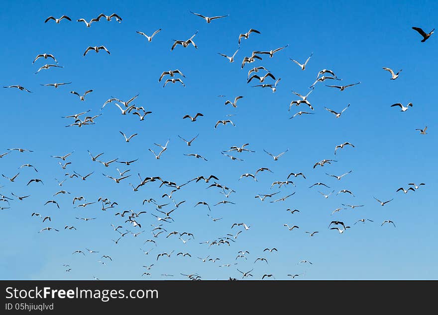 Seagull