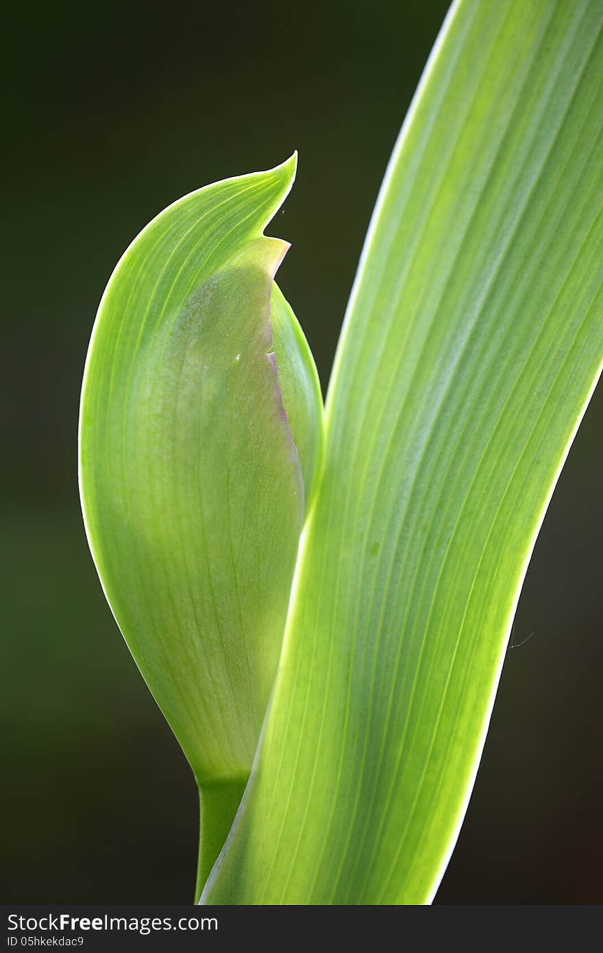 Leaf and Bud of a Iris Flower