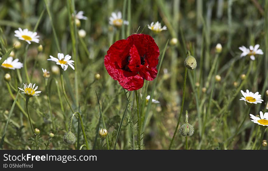 Corn Poppy And Daisies