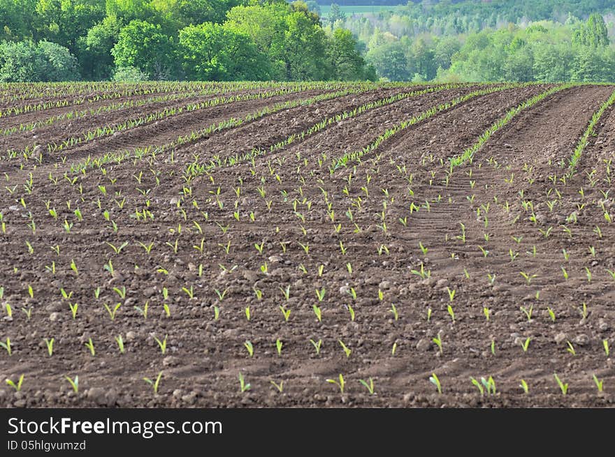 Field of corn seedlings