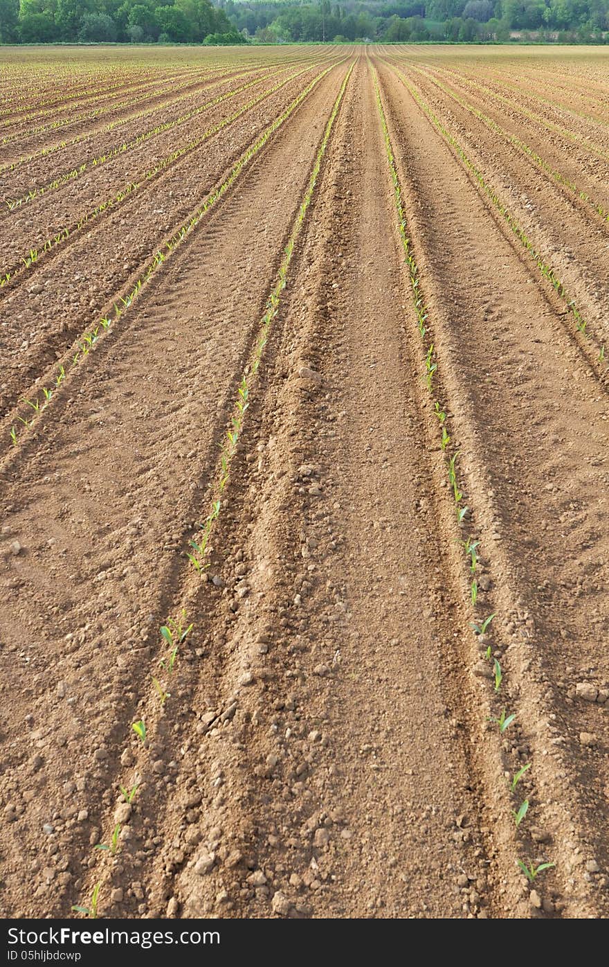 Seedlings Of Maize