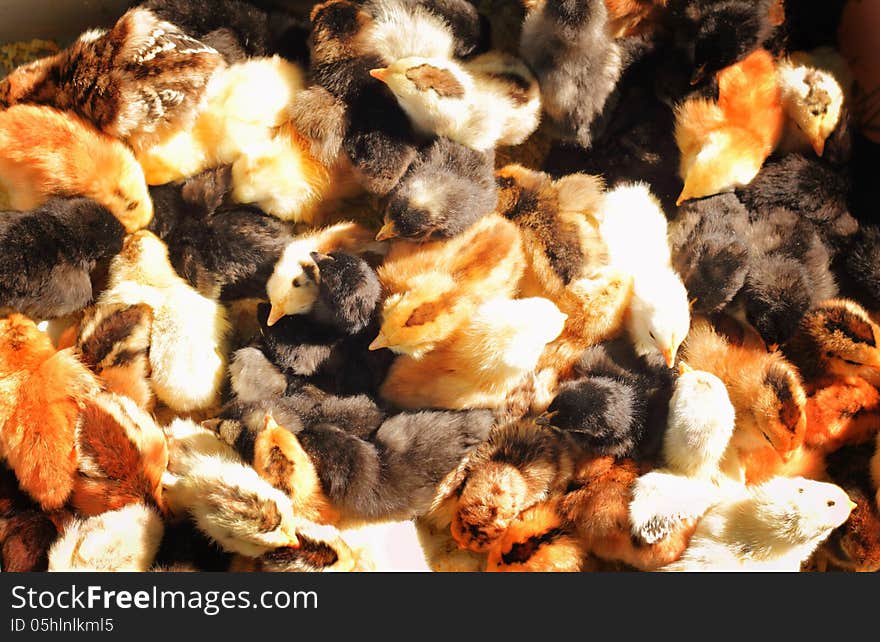 Looking down on a box full of cute fluffy baby chicks of various colors. Good for background, or overcrowding concept. Looking down on a box full of cute fluffy baby chicks of various colors. Good for background, or overcrowding concept.