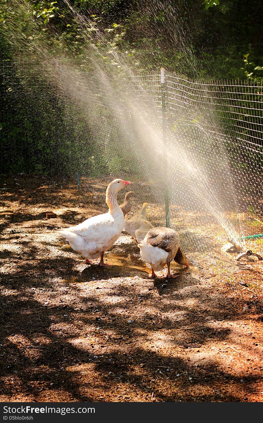 Sprinkler Fun