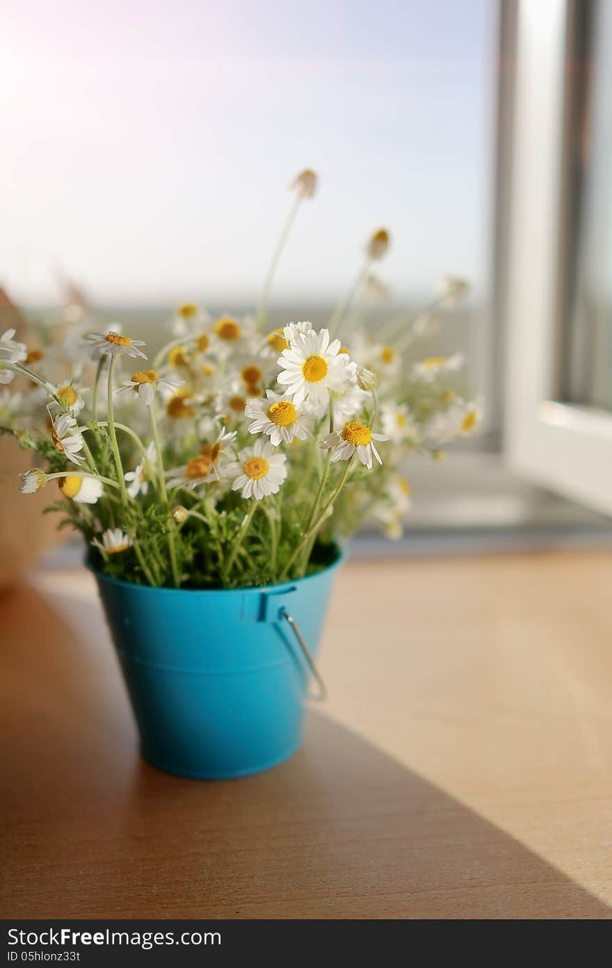 Against the background of an open window in a blue bucket bouquet of wild daisies. Against the background of an open window in a blue bucket bouquet of wild daisies