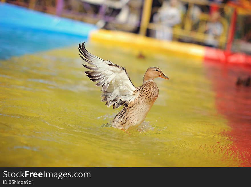 In the color pool wild duck flaps its wings. In the color pool wild duck flaps its wings