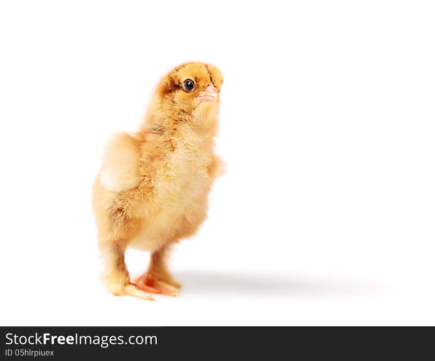 Little yellow-brown chick stands on white background stretching his neck. DOF is small. Little yellow-brown chick stands on white background stretching his neck. DOF is small.