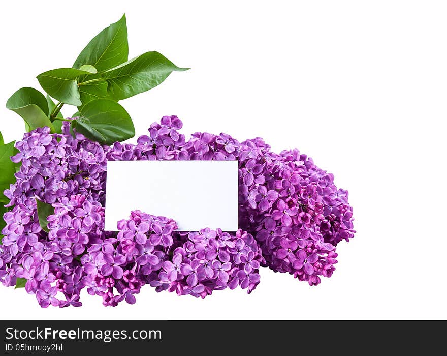 Purple Lilac Isolated