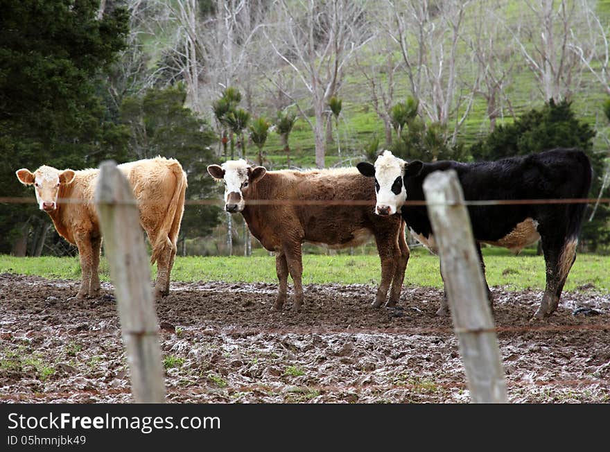 Three dairy cows standing in a muddy paddock viewed through a wire fence. Three dairy cows standing in a muddy paddock viewed through a wire fence