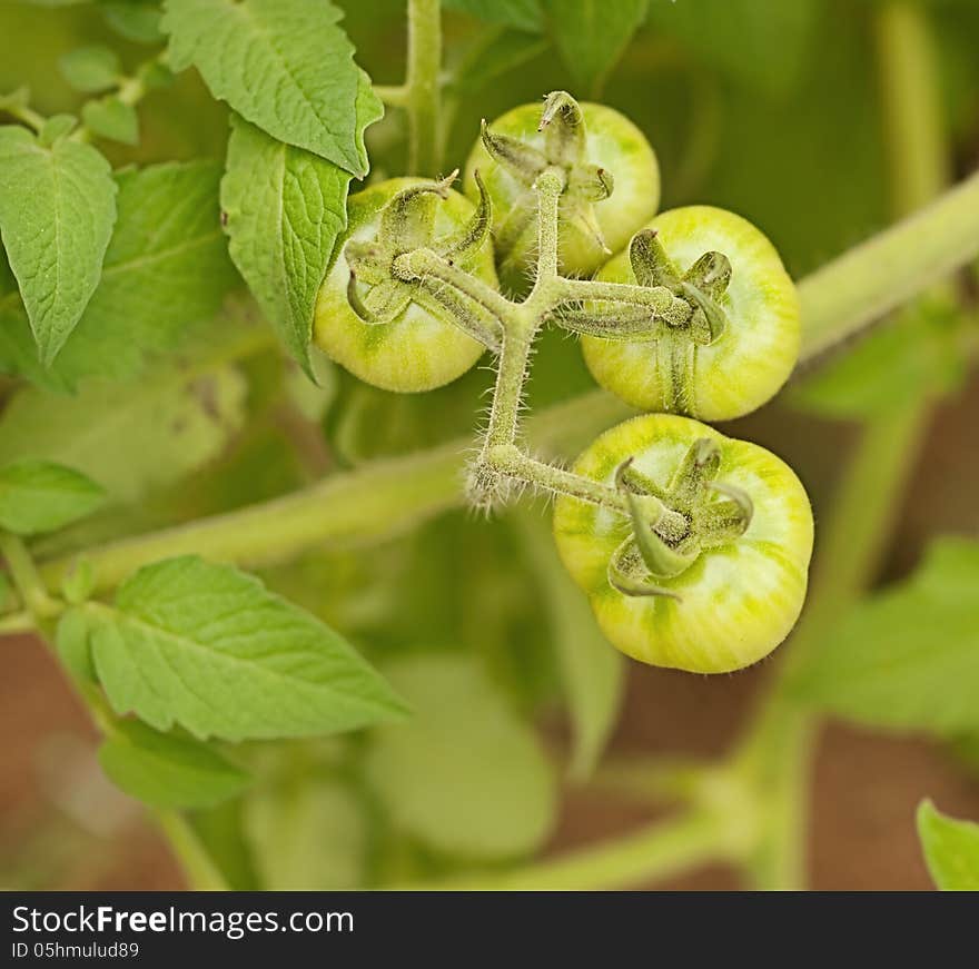 Organic immature green tomatoes growing in the garden